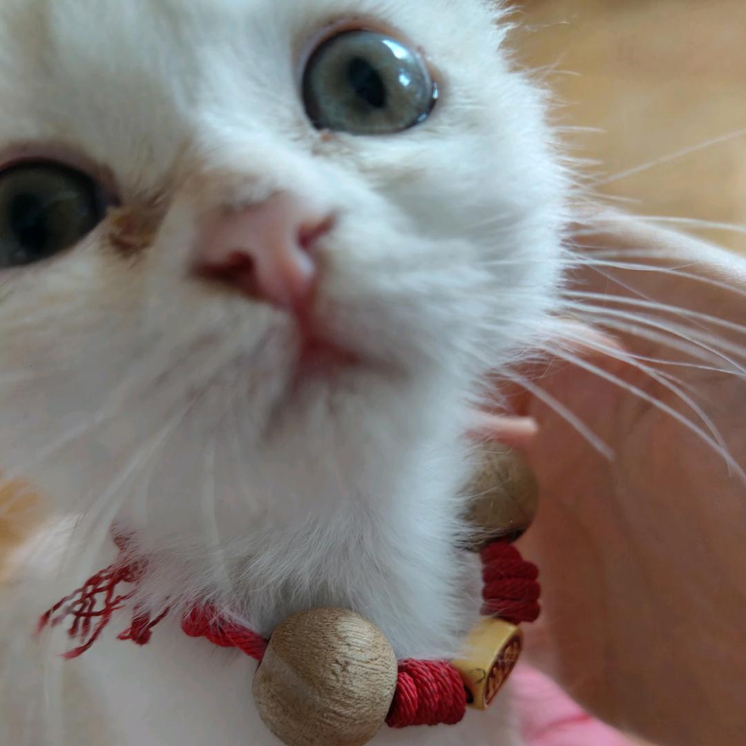 特码头