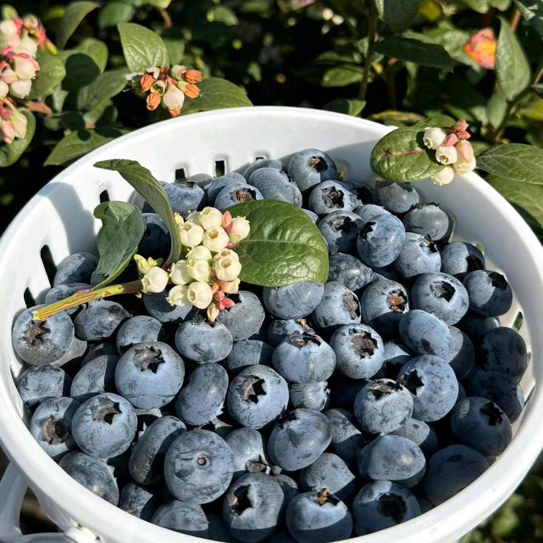 云南抚仙湖蓝莓大王👑