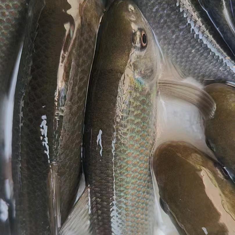 特种鱼苗养殖场