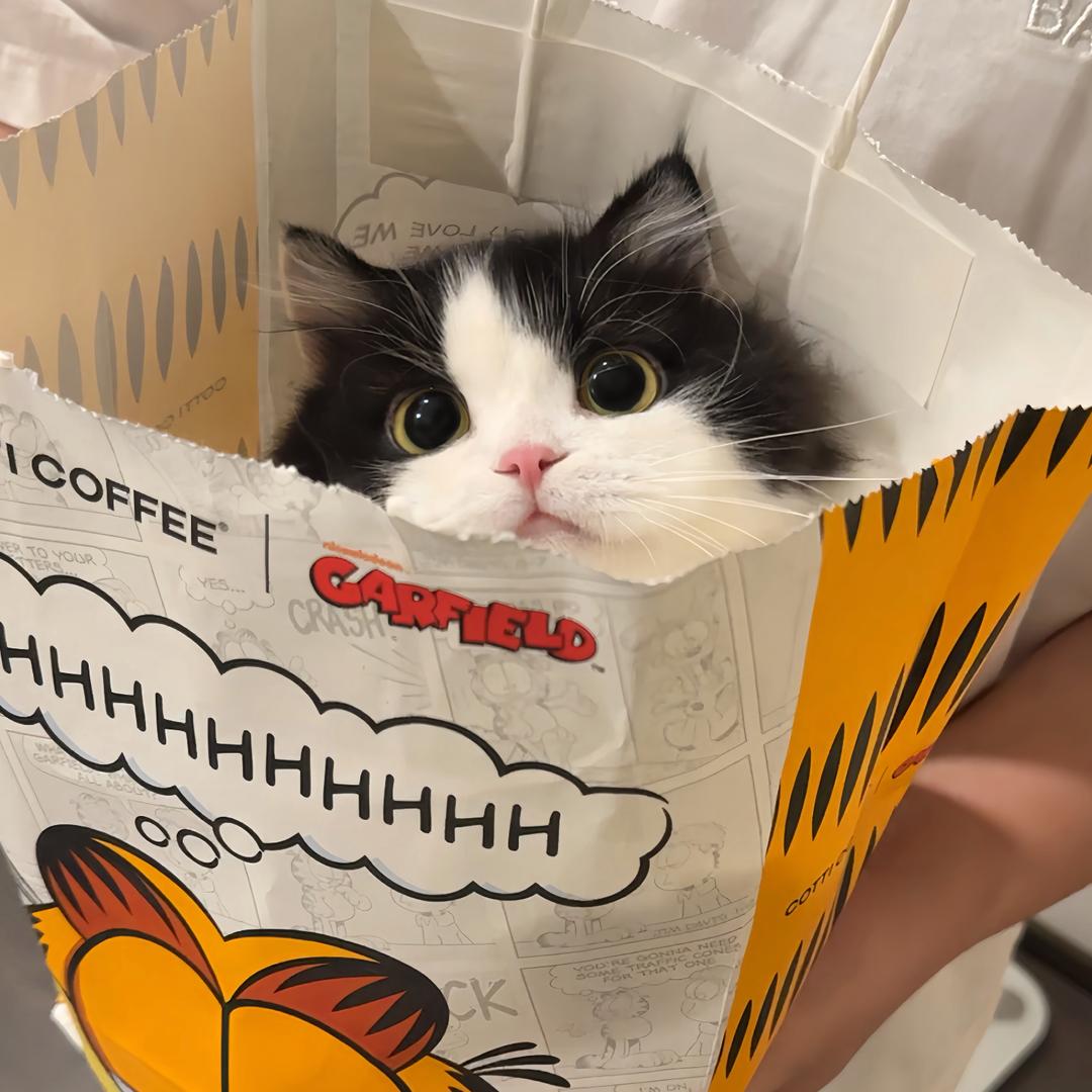 倒霉熊