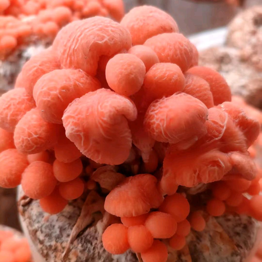 赤子天麻经验分享