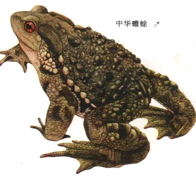 蛤蟆姐