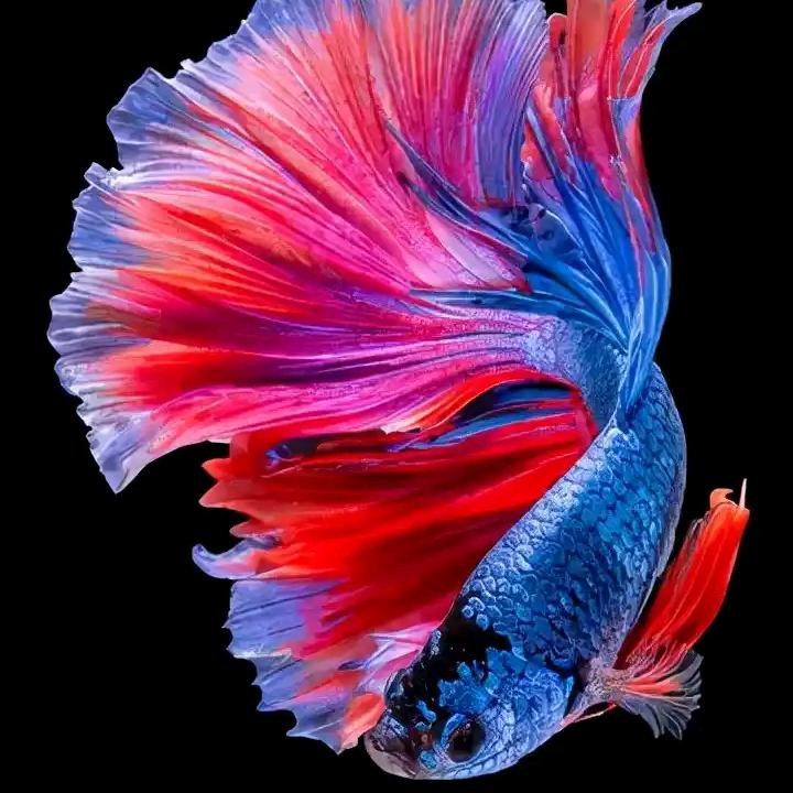 无锡章鱼哥空间设计