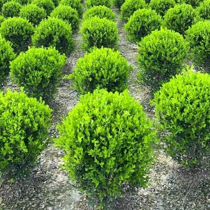 涵翔花卉苗木基地