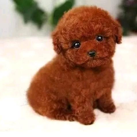 @ 上嘴唇厚的兰人