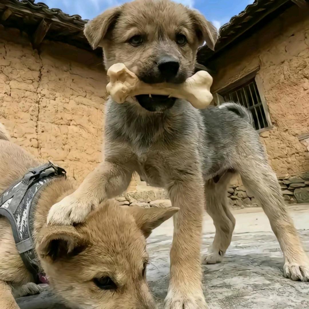 小狗的故事- ̗̀🔮-