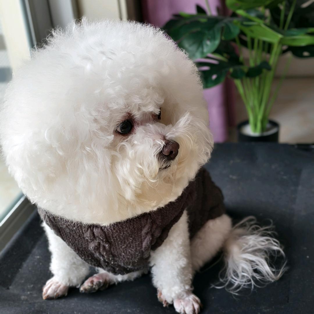 资深比熊铲屎官