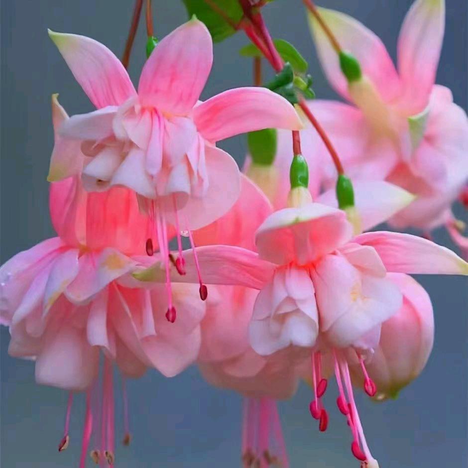 燕子🧚‍♂️