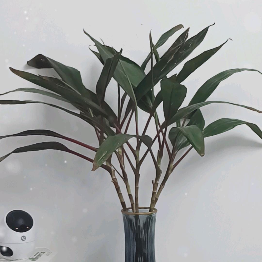 熊大姐