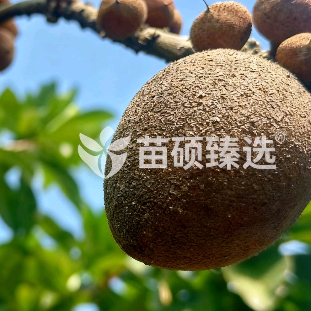 苗硕臻选高端果苗