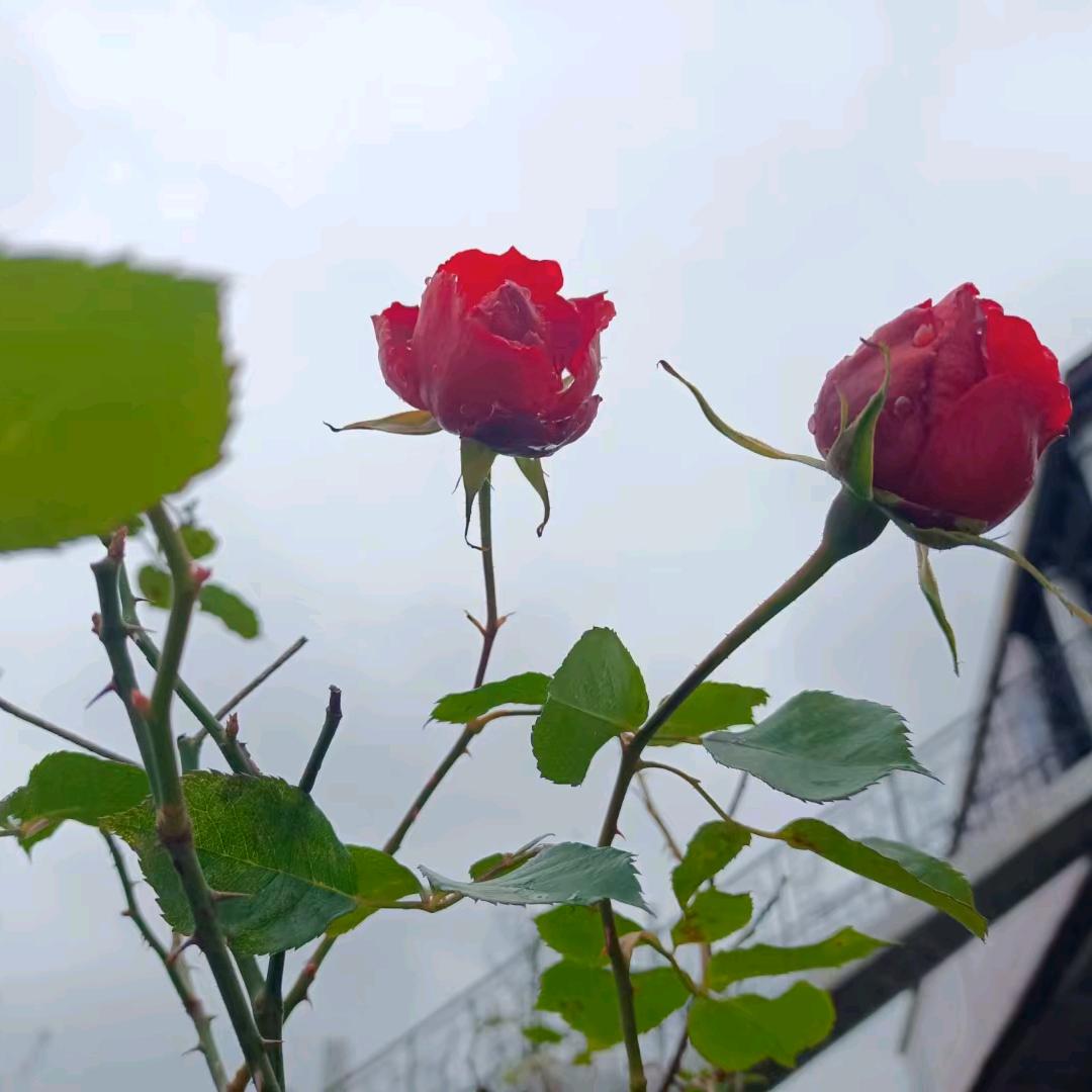 🌈风听过】🍒