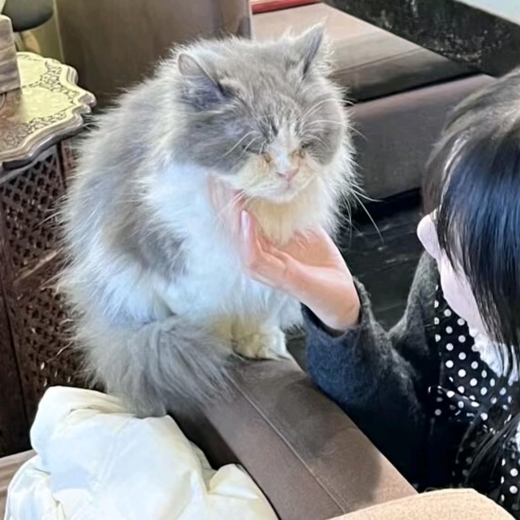 胡胡大睡