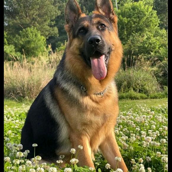 德牧幼犬
