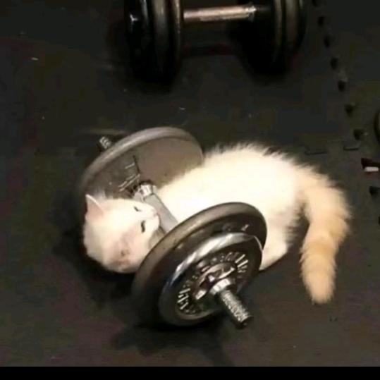 夜猫lolm（4国一打野）