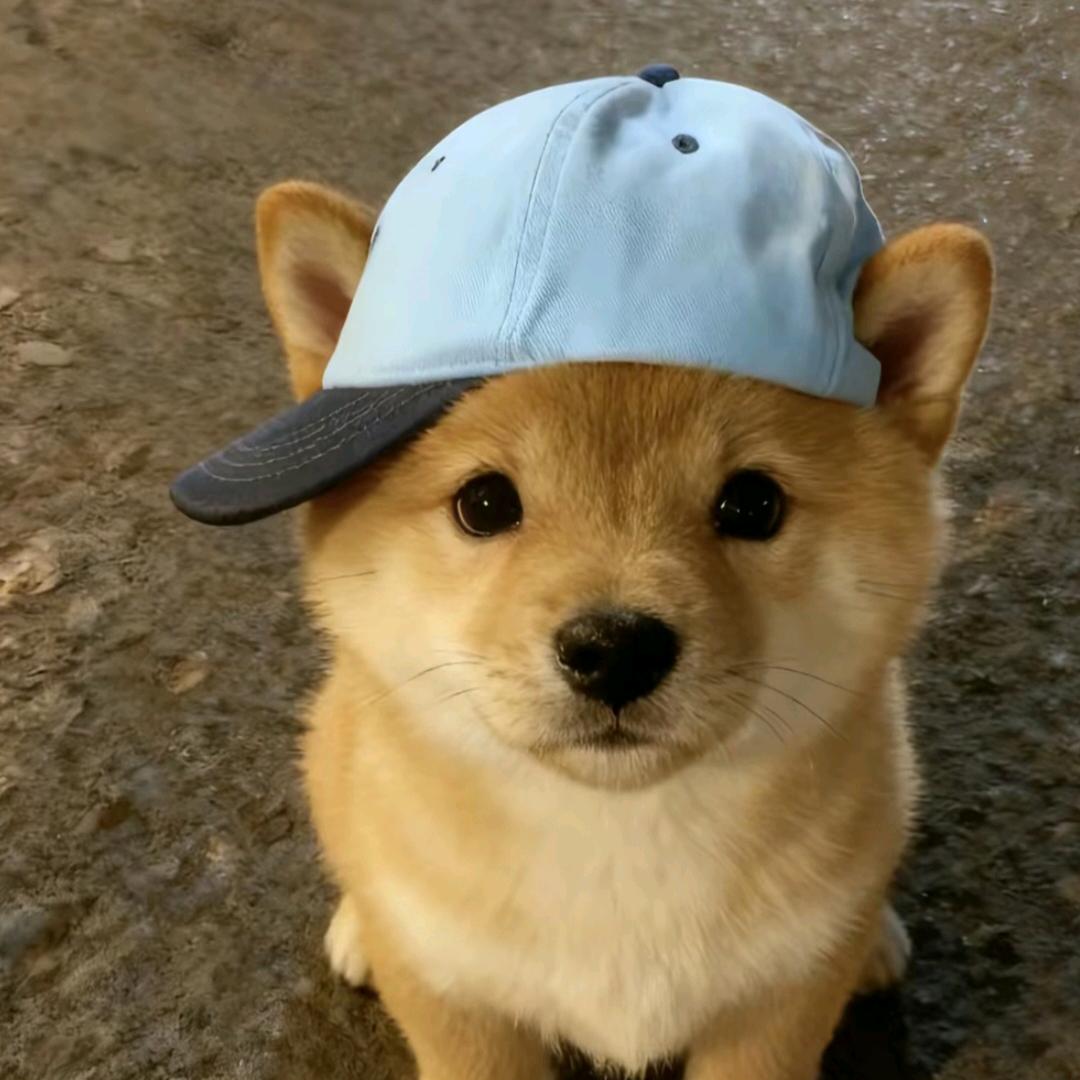 独爱中国🇨🇳