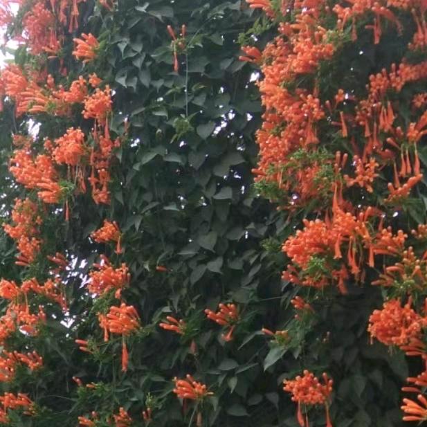丁香花