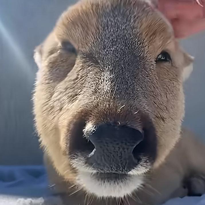 宇智波泉