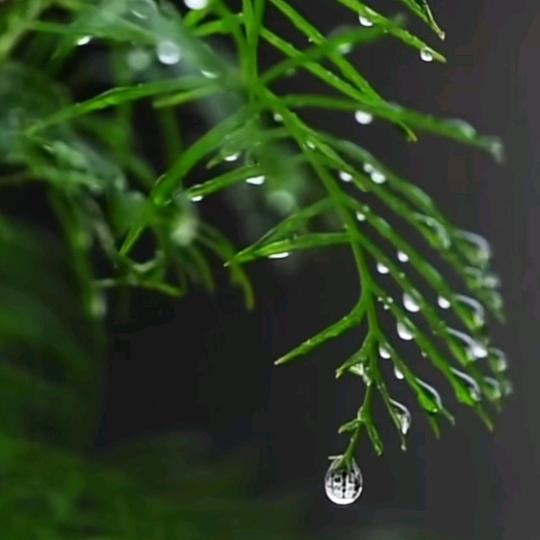 ͏͏͏͏͏͏͏͏͏͏ ͏͏͏͏͏͏大米