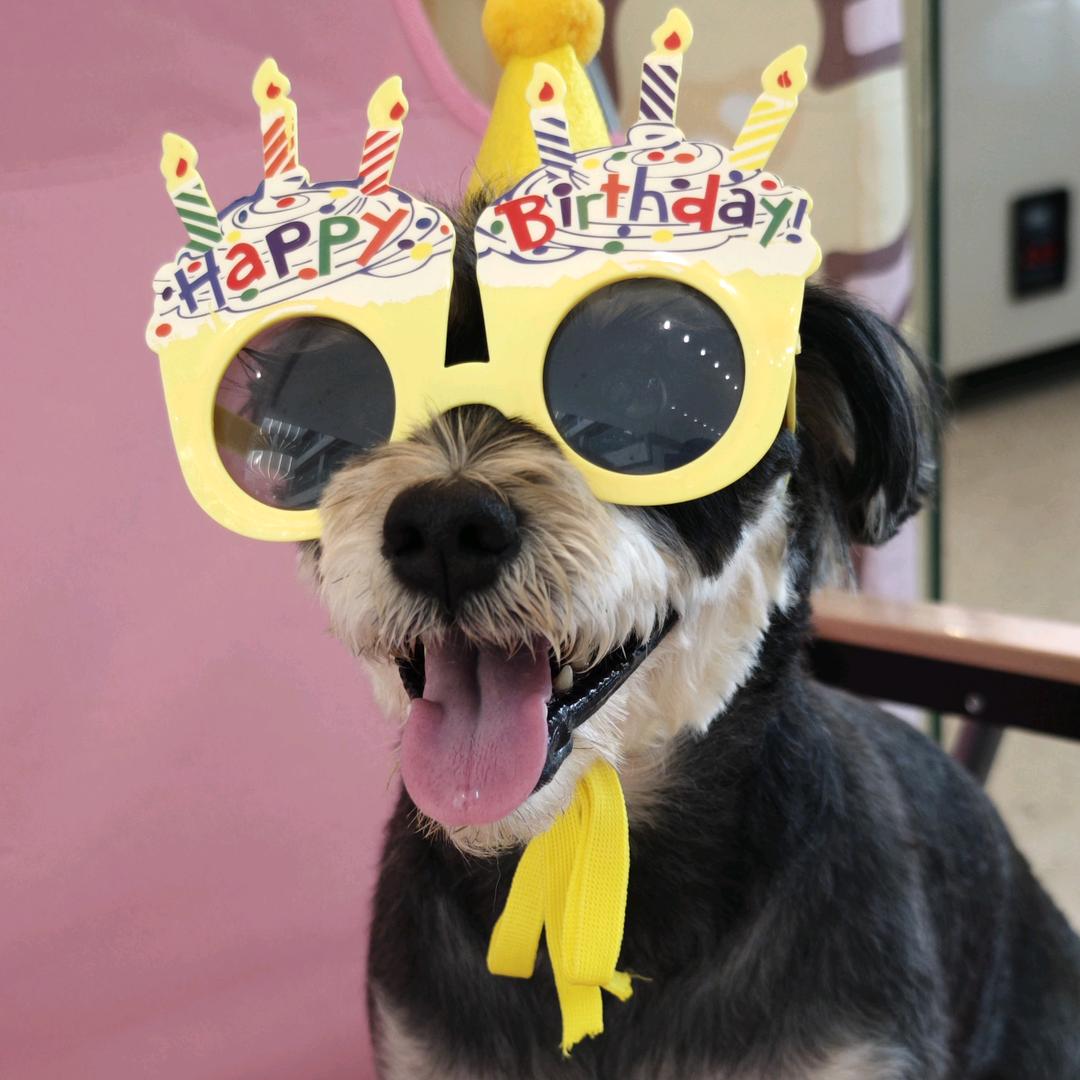 小狗福宝玩户外