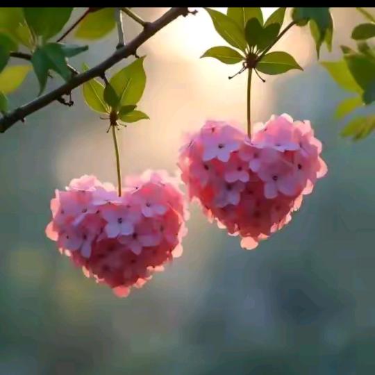 🧚‍♂️大曾🌱