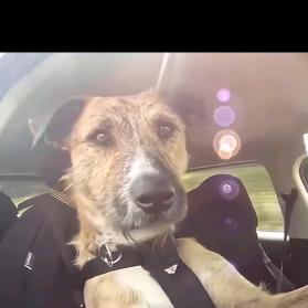 (｢･ω･)｢林🐟