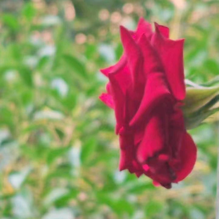 放开心菲