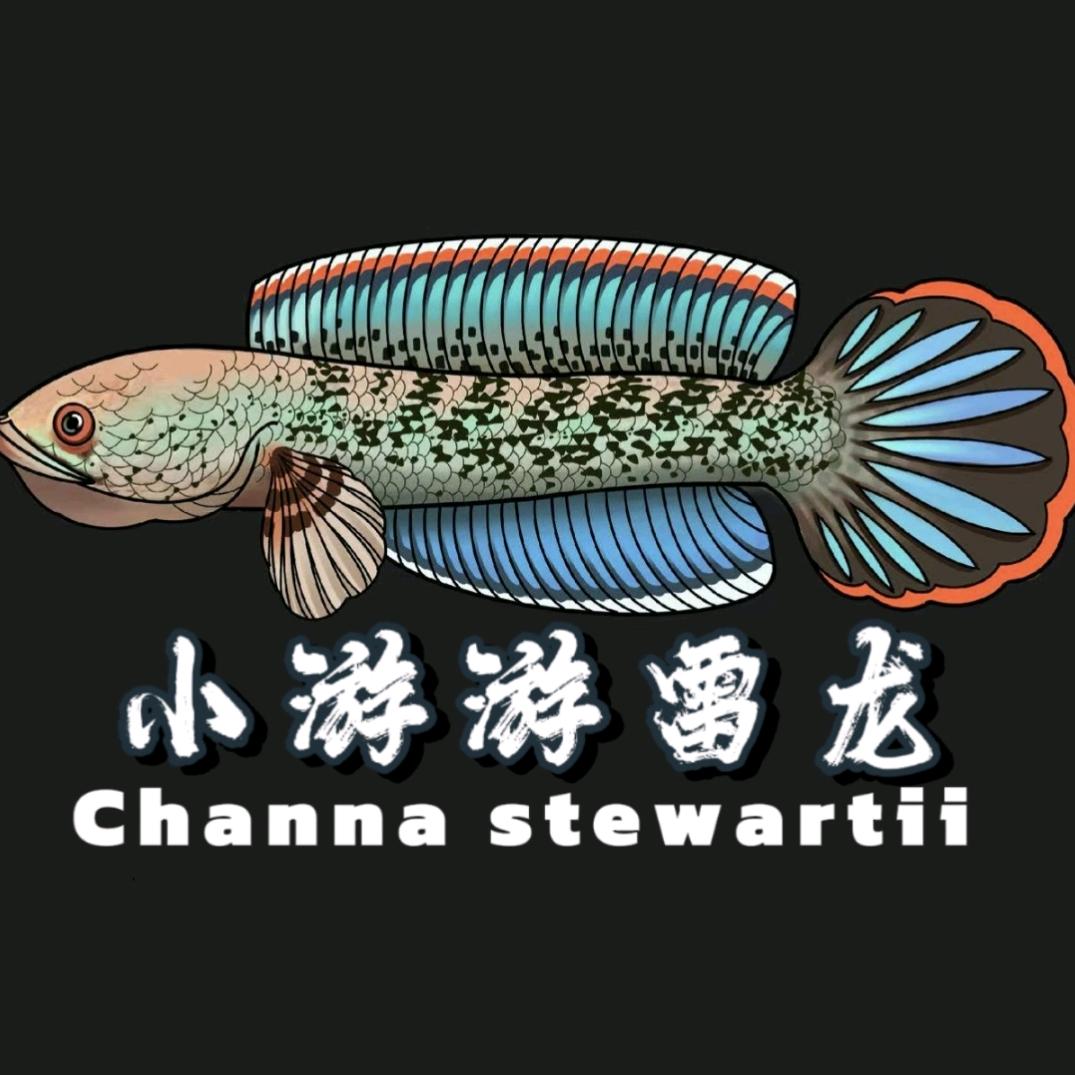 小游游雷龙