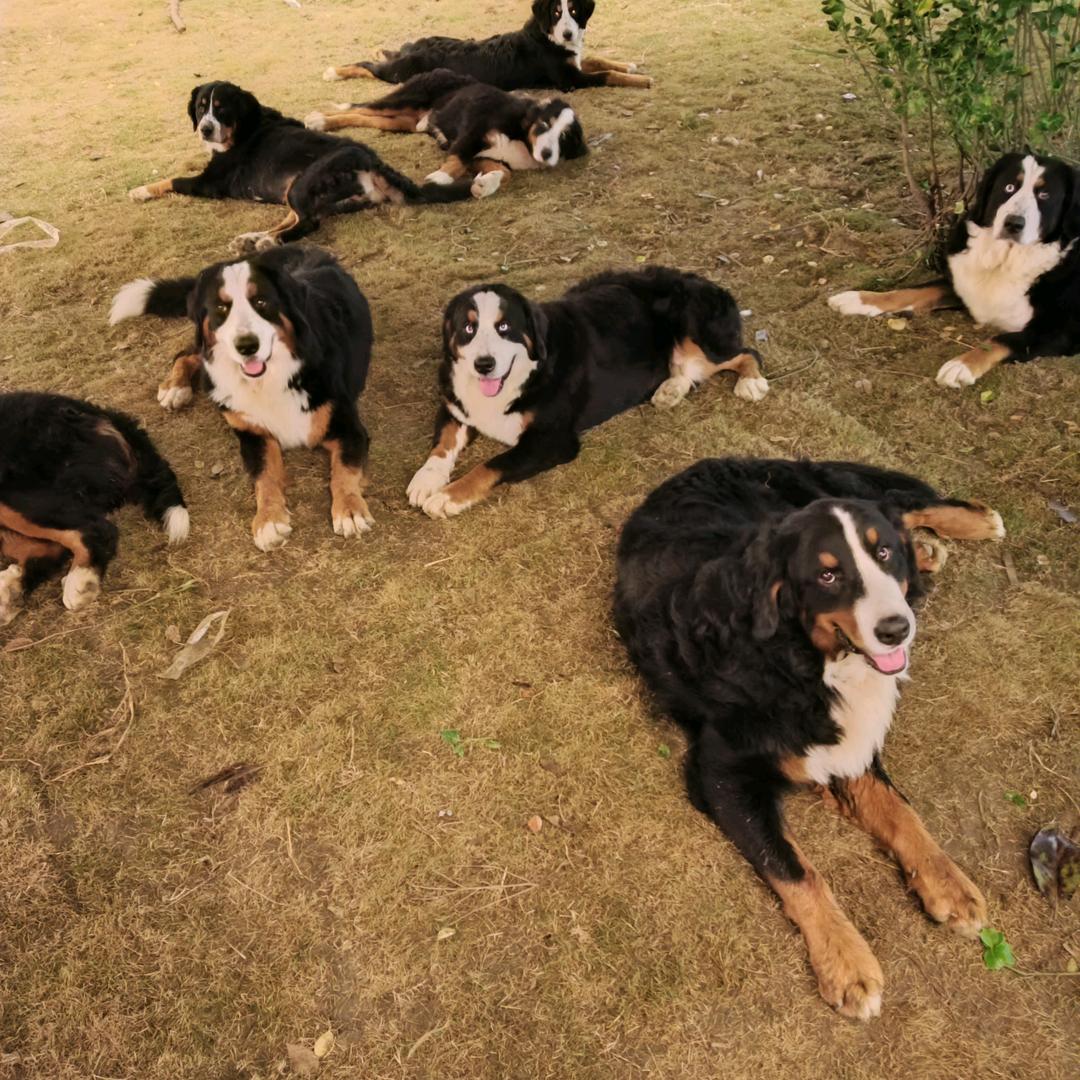 海狗星1000只伯恩山（解封了）