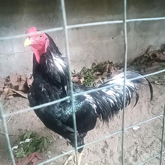 宇少爱斗鸡