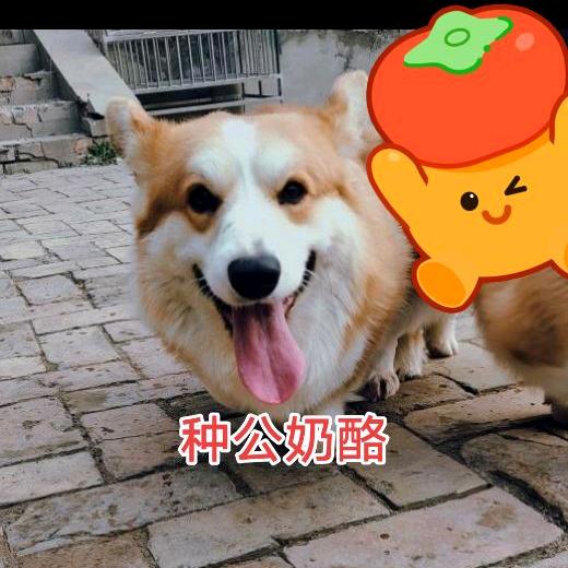 诚信柯基犬舍