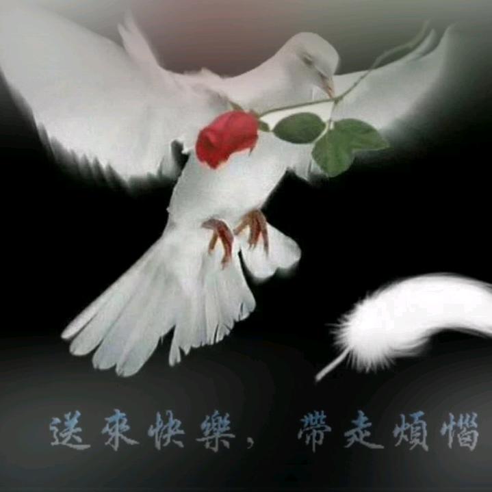 🕊️高 ❤️冷   🕊️