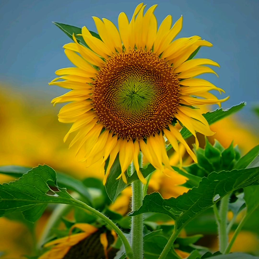 草原一枝花