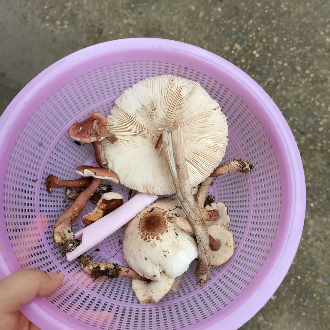 千亿暖男沈玫头像