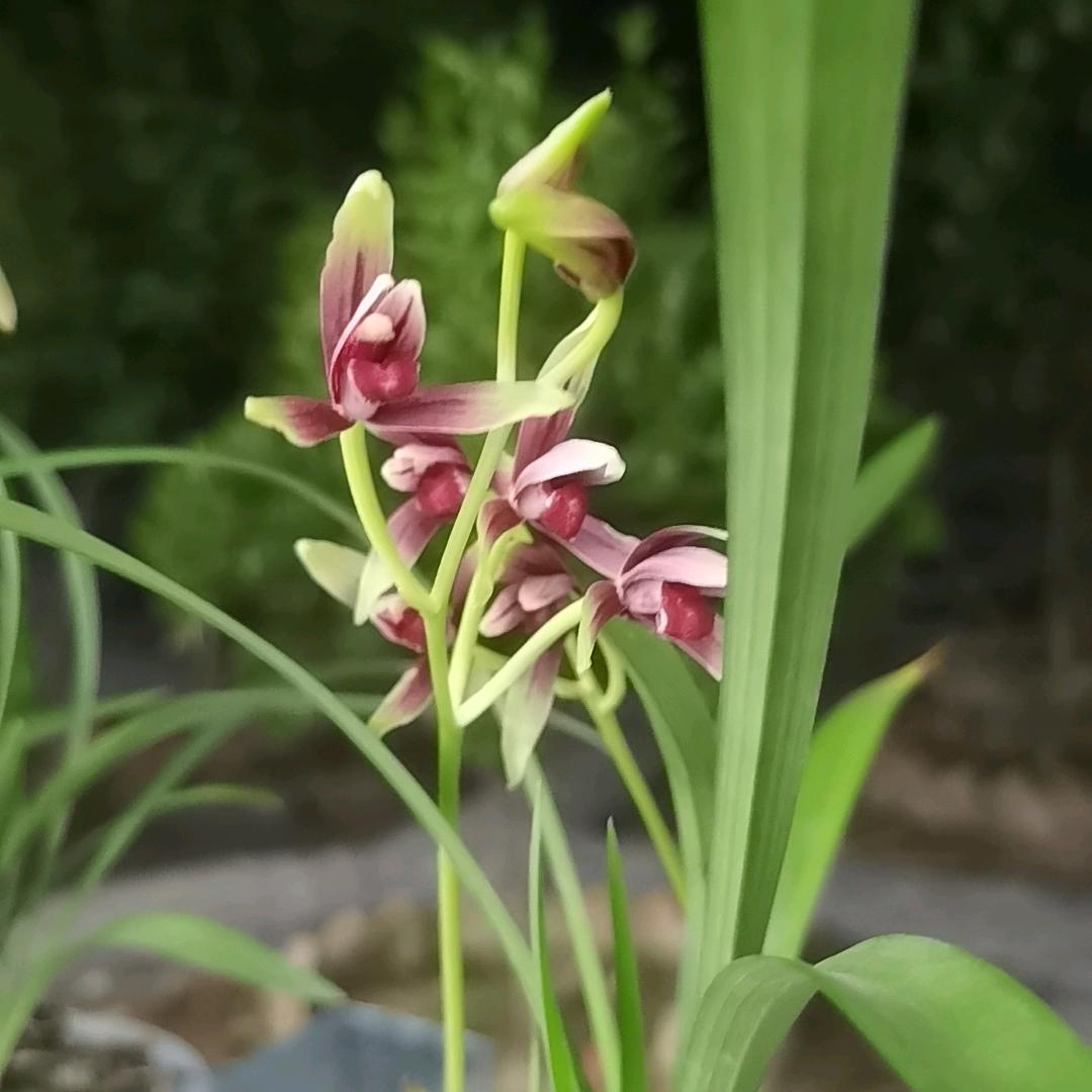 九点《水磨兰花》