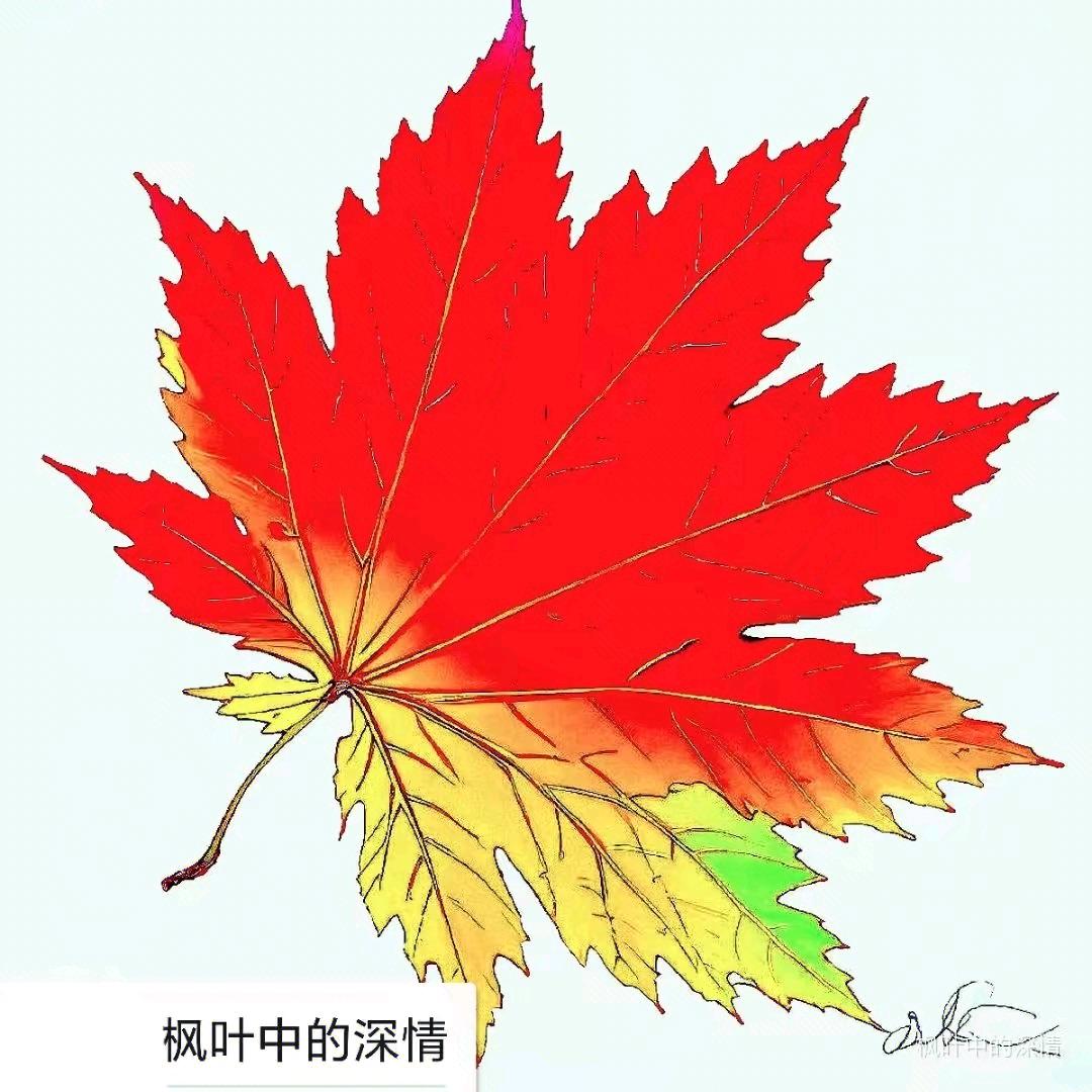 枫叶中的深情