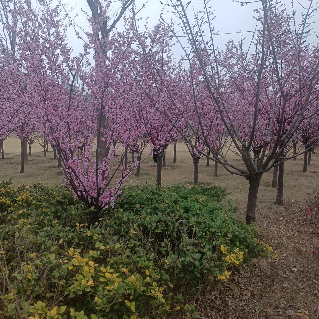 九月🌺