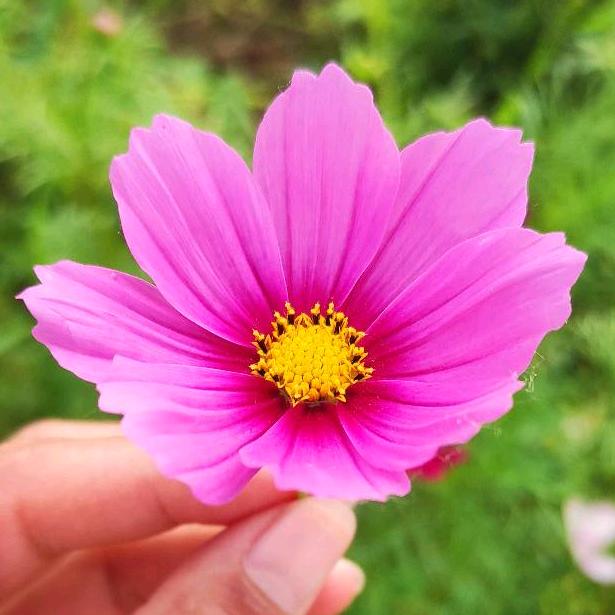 花儿朵朵开