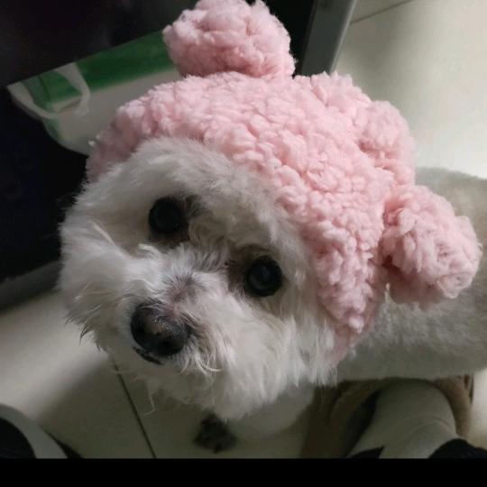 一颗正经的糖