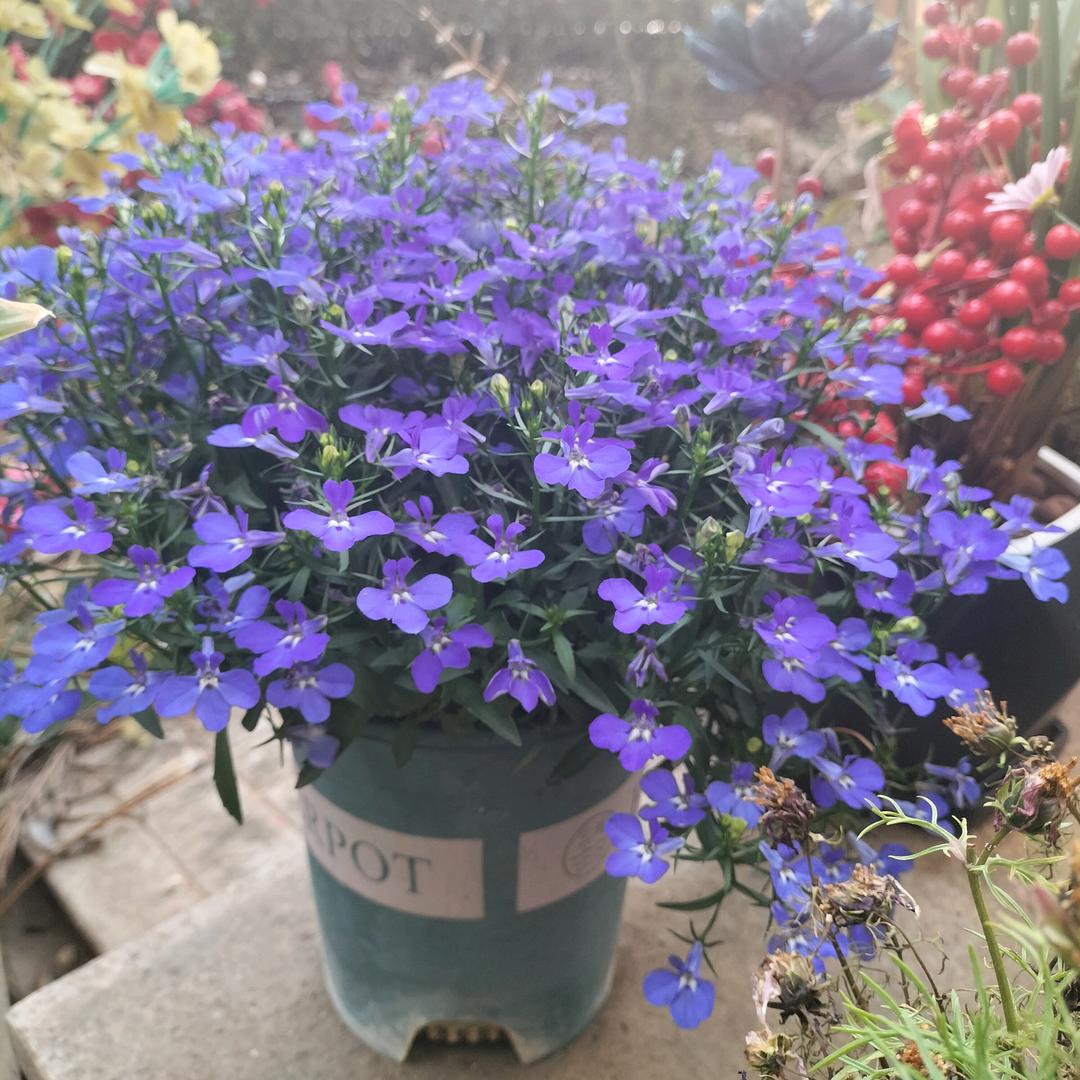 你的遥来不可及