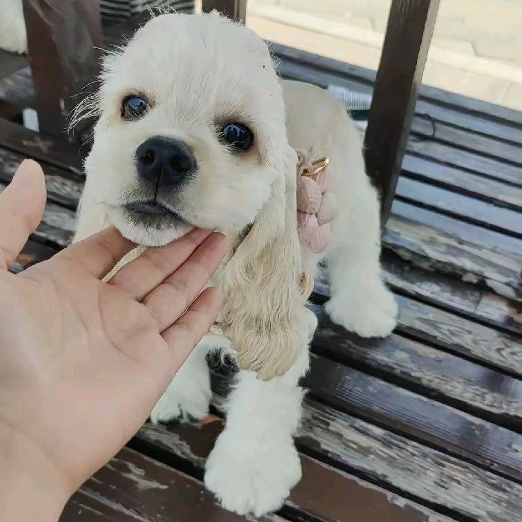 兰威萌宠 美卡犬