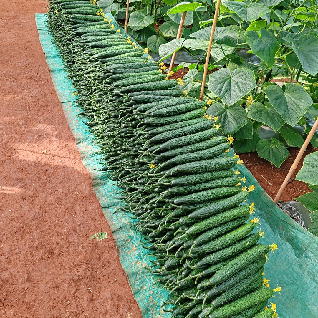 润耕园农业种子种苗