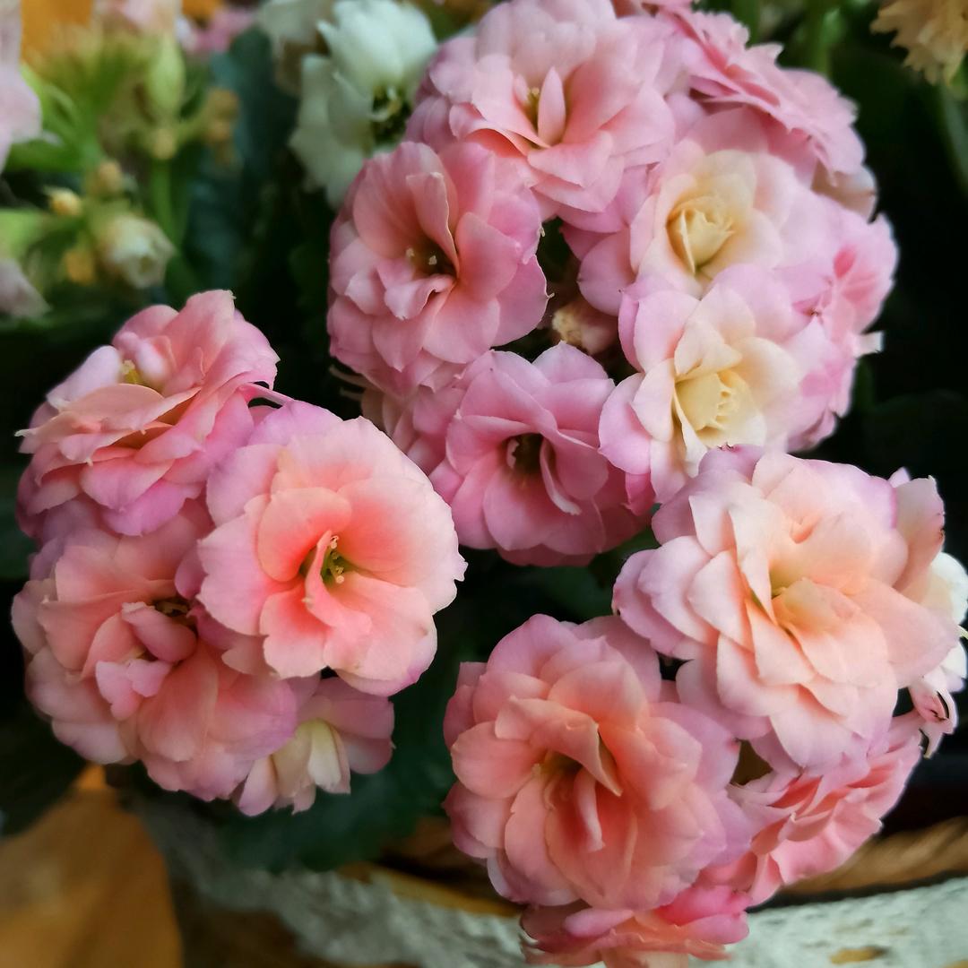 杨姐服装工厂店