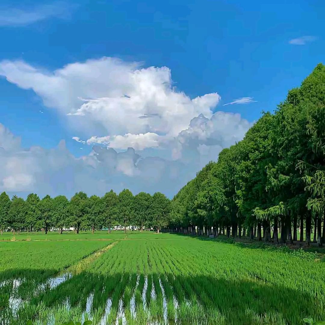 李玲务农