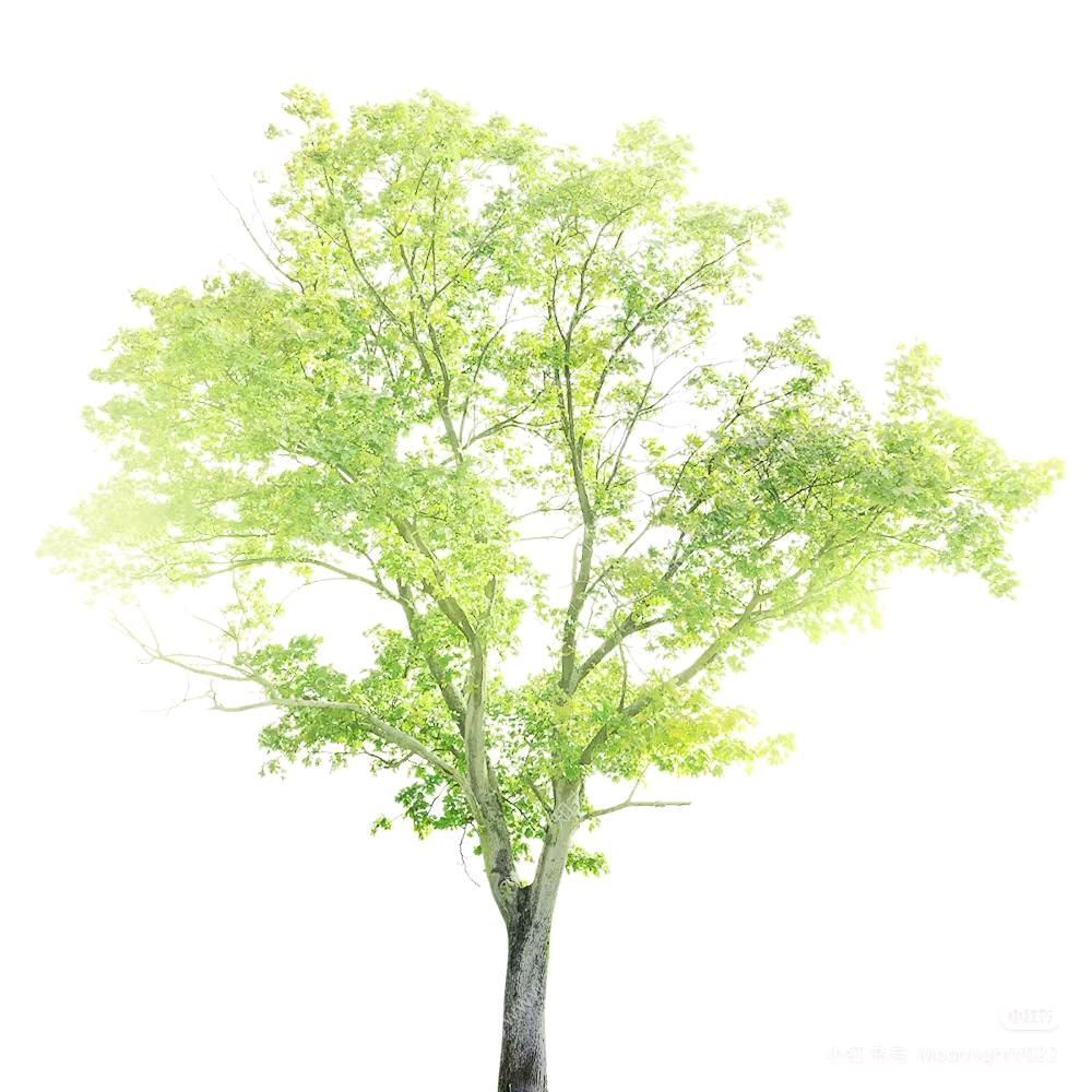 小石头🪨🪨🪨