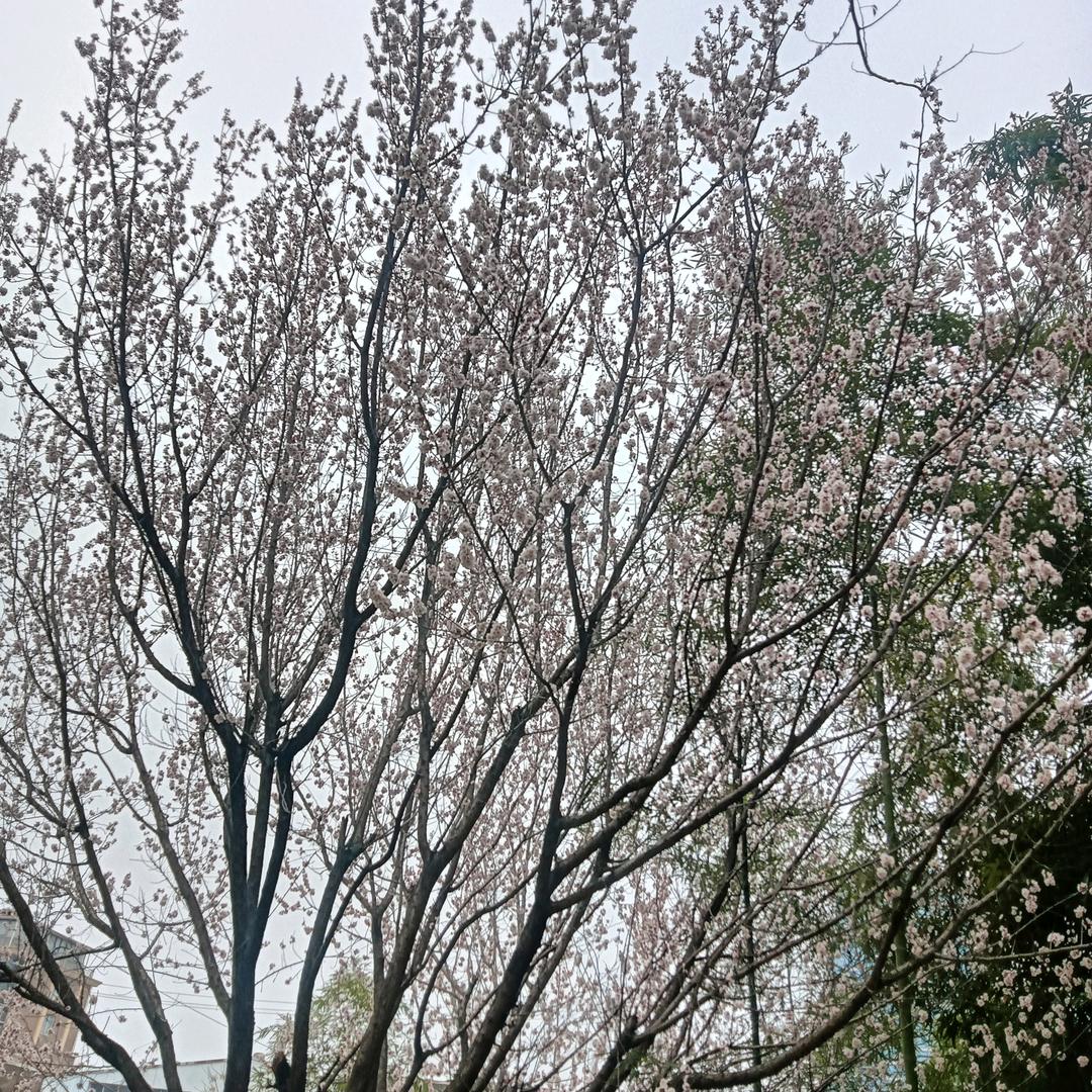 相信真理🌹🌹🌹🌹