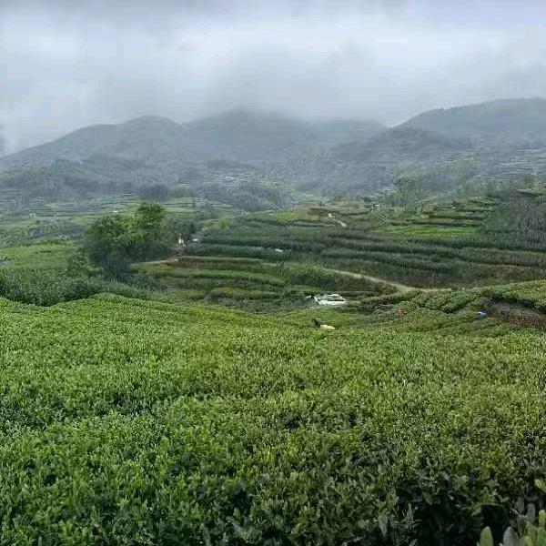 厦门市湖里区状元樘茶叶店