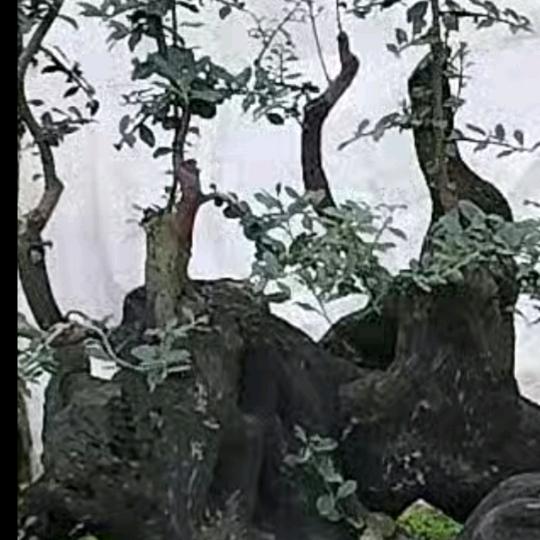 🌸金🌸弹🌸子🌸