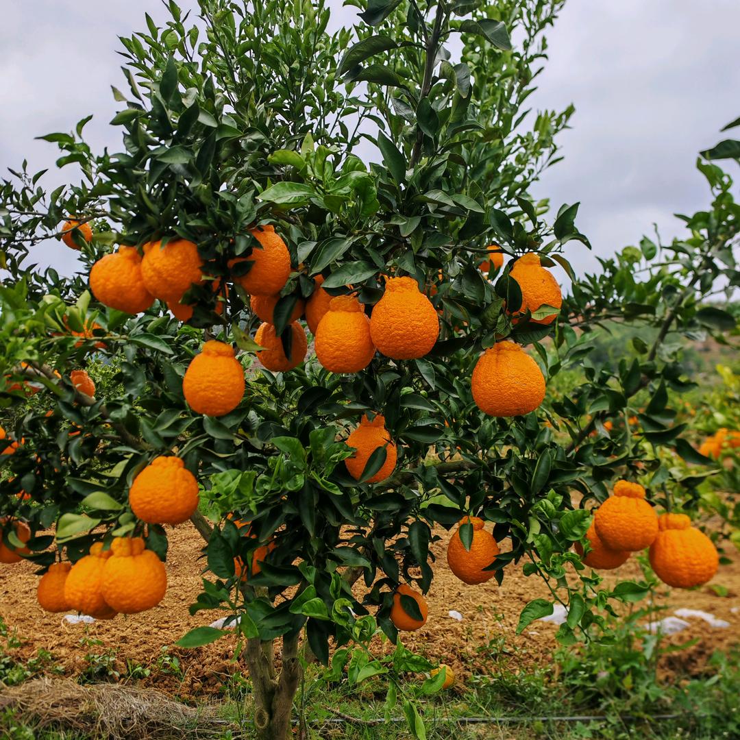 秉澜生活直通仓