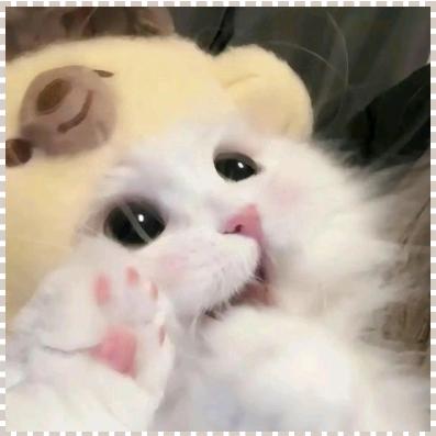 卷毛小呆猫^