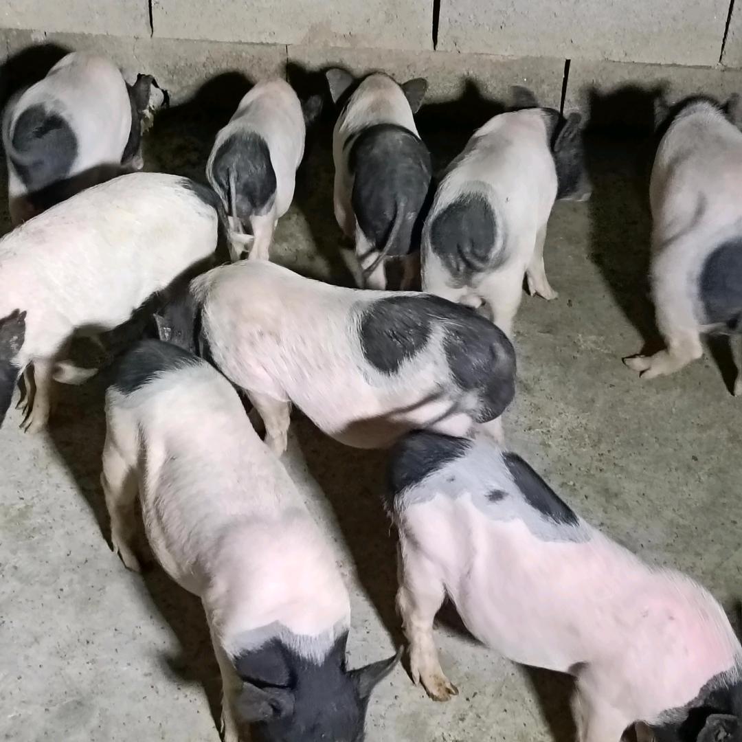 ♥️特种珍禽养殖♥️
